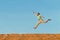 Man jumps over crests of dunes in the desert under the heated sun high. The right hand is hig