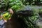 A man in the jungle next to the statue of a huge prehistoric lizard, a dinosaur