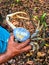 A man in the jungle outside of Monkey River, Belize, holding a blue land crab, or Cardisoma guanhumi.