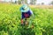 Man keeping fresh chilli plant growing in farm