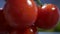 Man in the Kitchen Takes from the Fridge Few Fresh Tomatoes