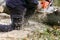 Man on the knee surrounded with sawdust cutting fallen tree with