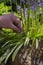 Man labelling  common bluebells,, Hyacinthoides non-scripta, with a wooden marker label in a garden