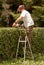 Man on ladder cutting hedge