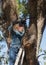 Man on Ladder Sawing Live Oak Tree