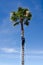 Man on ladder trimming tall palm tree
