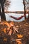 man laying dawn in hammock at autumn lake view. bonfire. camping concept