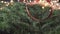 A man lays a spiral of bright red decorative ribbon on the lush branches of a New Year tree against the background of a blinking g