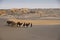 Man leading Bactrian camels in sand dunes of China`s Gobi Desert