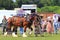 Man leading a heavy draft horse.