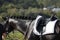 A man leads a black horse in ammunition behind the reins.