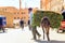 A man leads a donkey laden with greenery through a Moroccan street.