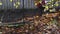 Man with leaf blower cleaning path over fence from colorful autumn leaves