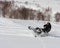 Man Leaning the snowmobile right over in the backcountry