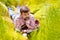 Man learns, working on laptop lying on meadow. mobile Internet in rural