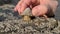 Man lifting the Common Limpet, Patella vulgata, Sea Mollusc, is an aquatic snail with uncommonly strong teeth.