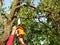 A man lifts a chainsaw and tries to saw off a fruit tree branch at the top. The concept of chainsaw safety violations, pruning