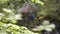 Man lighting smoke bombs in woods. Stock footage. Young traveler lost in woods kindles smoke bomb to be rescued. Man