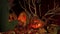 Man lights candles in monster pumpkins