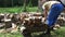 Man load cut firewood in wheelbarrow in village in summer. 4K