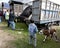 A man loads a cow onto his truck as a boy holding a calf looks on at the Otavalo animal market in Ecuador.