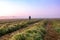 A man looking at the sunrise on an atmospheric, misty summer morning. Standing in a cut meadow