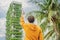 man looks at Eco architecture. Green cafe with hydroponic plants on the facade. Ecology and green living in city, urban