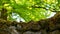 A man looks over a large old stone wall with large and small stones covered with moss in a wonderful park near a lake