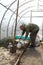 Man loosening soil in greenhouse