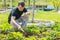 The man loosens the ground under the strawberries at their summer cottage