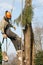 Man lowering a section of tree
