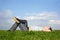 Man lying on summer lawn with closed eyes