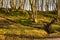 Man made drainage ditches or channels in a broadleaf woodland in winter