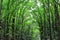 Man-made Mahogany forest of Loboc and Bilar, Philippines