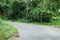 A man made road in the dense jungle.