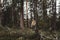 A man makes his way through thickets in the deep taiga forest