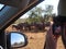 Man making photo to Herd of wildebeest under bush at Kruger National Park South Africa.