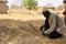 Man making straw wall for african houses, roof