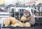 Man at a market selling melons