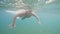 Man in mask is snorkeling in open ocean looking at wildlife, underwater shot.