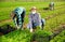 Man in medical mask harvesting arugula on farm field