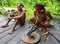 Man Mentawai tribe prepares poison for the arrows for hunting.