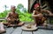 Man Mentawai tribe prepares poison for the arrows for hunting.