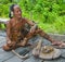 Man Mentawai tribe prepares poison for the arrows for hunting.