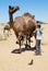 Man milks camel in the desert in Jamba, India.