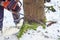 man with motor chainsaw cutting tree in forest