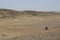 A man on motorbike, bactrian camel, and the barren valley of Gobi desert.