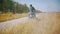 A man motorcyclist starts riding a motorbike on the road surrounded by the rye field