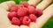 Man move raspberries in the palm