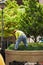 Man mowing plants in bed in the park. unrecognizable Asian male gardener, rear view